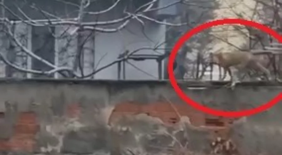 Bursa'da sokak aralarında gezen tilki böyle görüntülendi