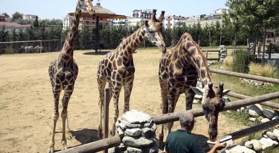 Darıca Hayvanat Bahçesi kapatıldı