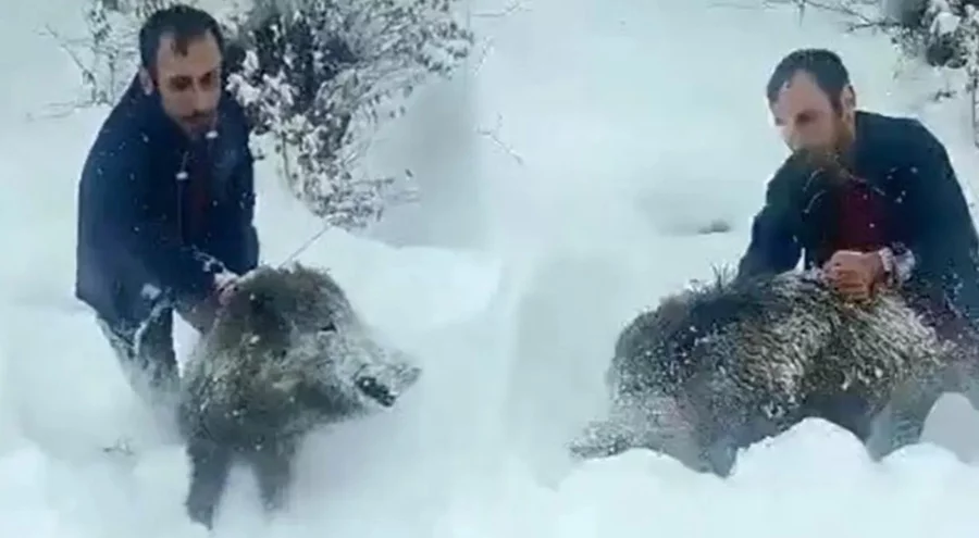 Sinop'ta eliyle domuz yakalayan adama 15 bin lira para cezası