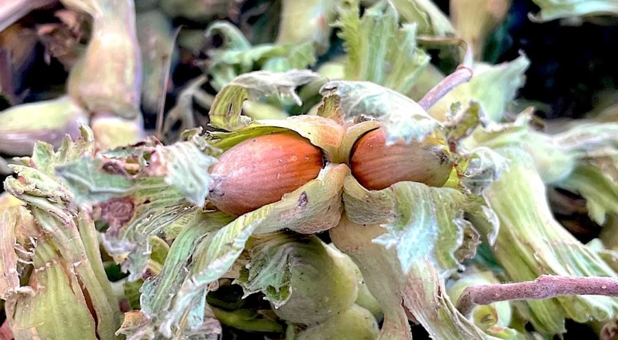 Bursa'da sessiz devrim! Destek gelirse fındık, cevizi sollayacak