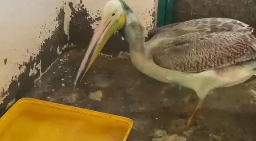 Bursa'da 5 ay sonra özgürlük: Yaralı ak pelikan doğaya döndü