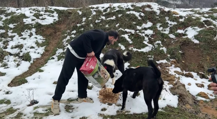 Bursa Uludağ'da aç kalan köpeklerin imdadına hayvanseverler yetişti