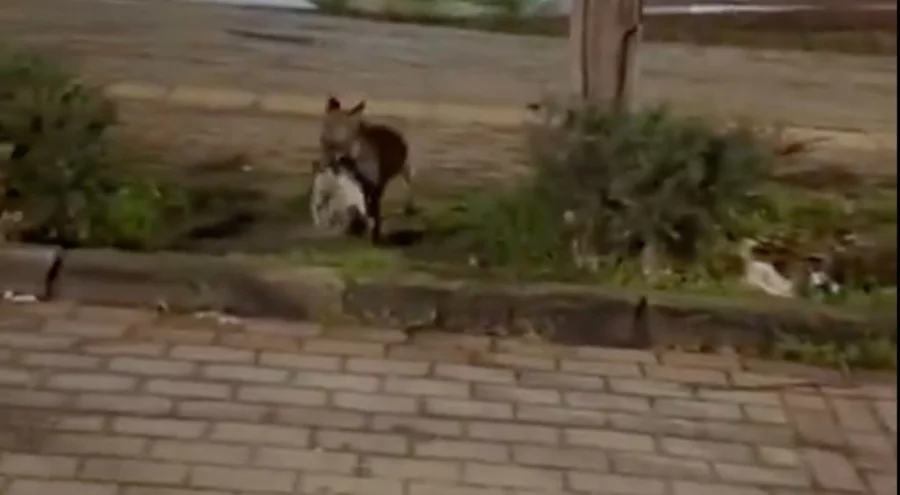 Bursa'da tilki ağzında kediyle sokakta görüntülendi