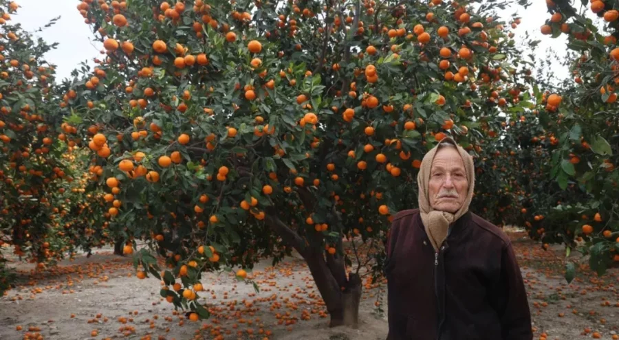 Hatay'da hasat kâbusa döndü: Toplanmazsa seneye yok!