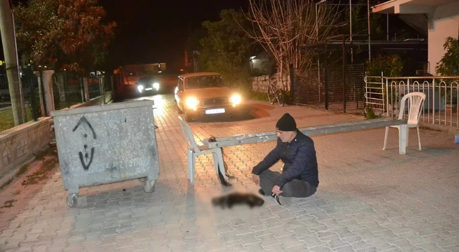 Baktığı sokak kedisi ezildi: Sokağı kapatıp eylem yaptı