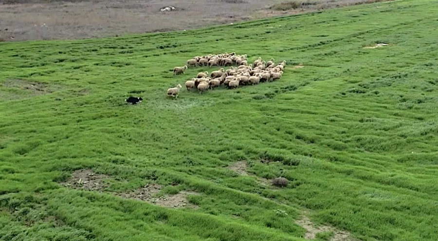Kangal ve akbaştan sonra çobanlara yeni bir yardımcı köpek geliyor
