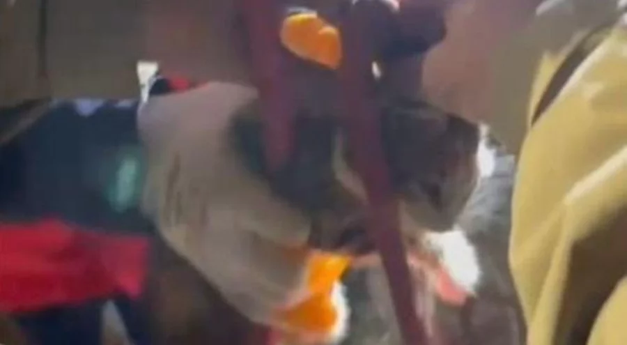 Balıkesir'de su pompası deliğine düşen yavru kediyi itfaiye kurtardı