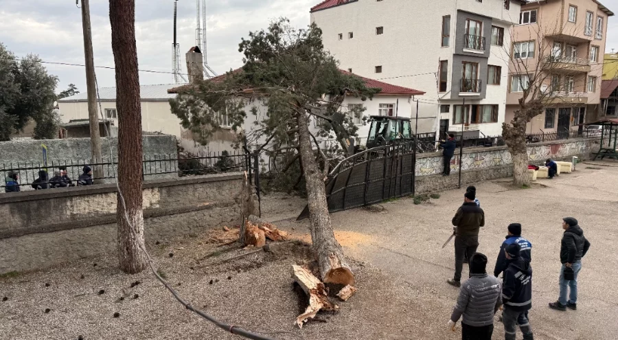 Bursa'da faciadan dönüldü! Okul bahçesindeki dev ağaç evin çatısına düştü