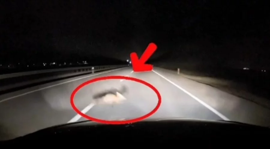 Bursa'da yola atlayan tilkiye araç çarptı