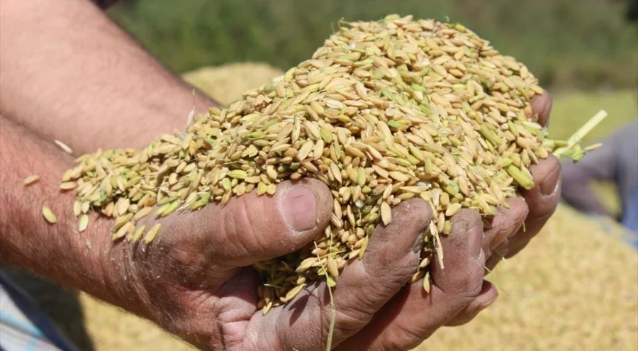 TMO, çeltik alım fiyatlarını belirledi