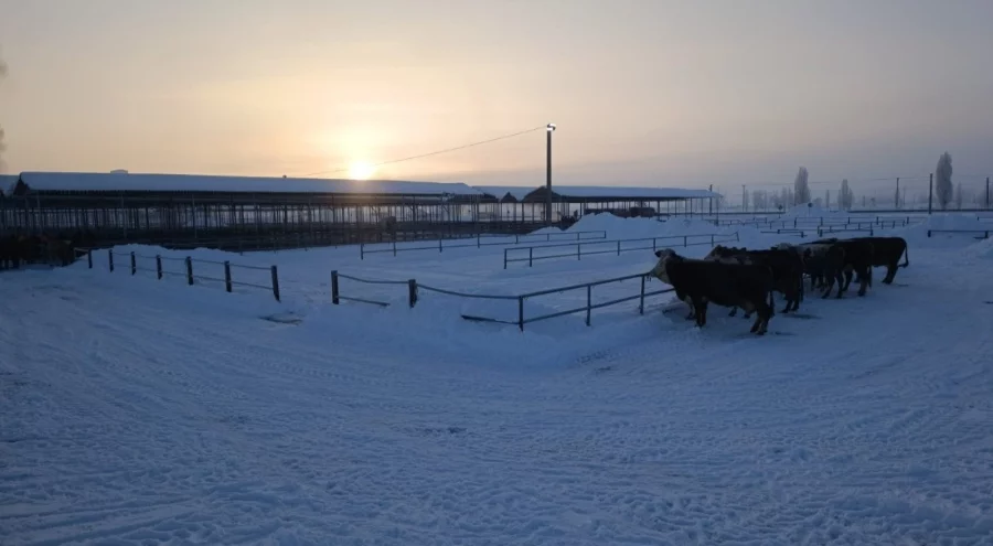 Türkiye'nin en büyük hayvan pazarı ağır kış şartları nedeniyle kapatıldı