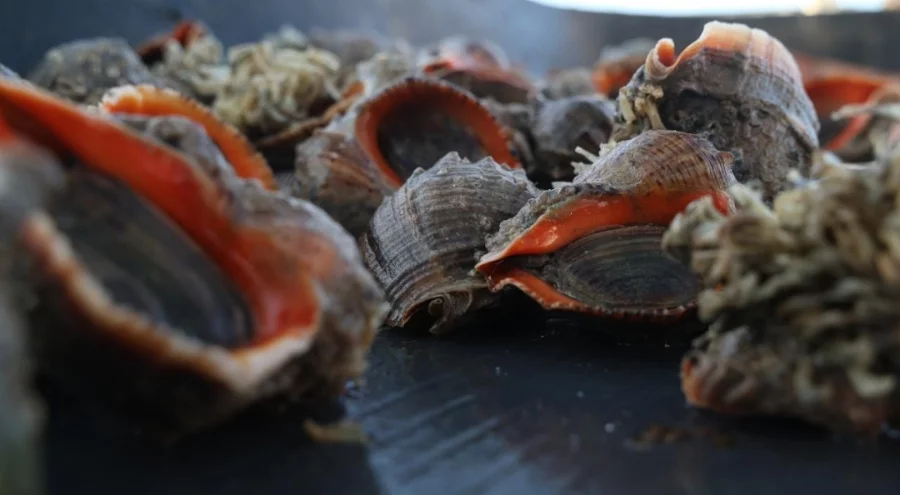 Türkiye'nin deniz salyangozu ihracatı 20,9 milyon doları aştı