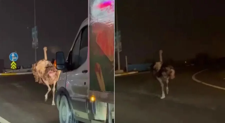 Sakarya'da deve kuşu, trafiği alt üst etti