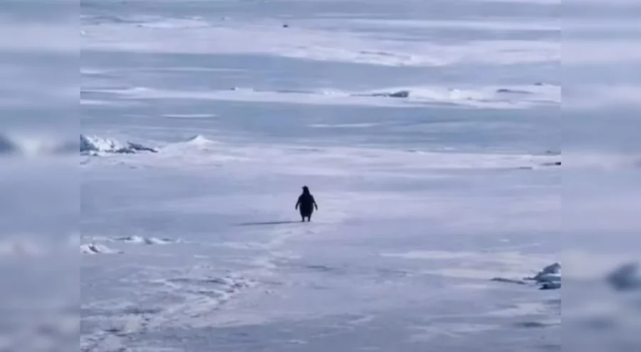 Nihilist Penguen olayı nedir, ne anlama geliyor? Nihilist penguenin hikayesi nedir?