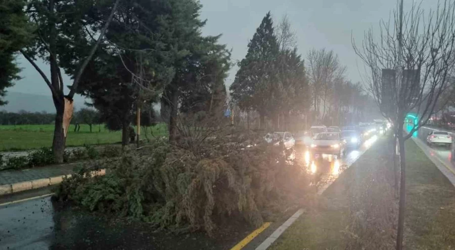 Muğla'da şiddetli fırtınada ağaç devrildi, trafik durdu