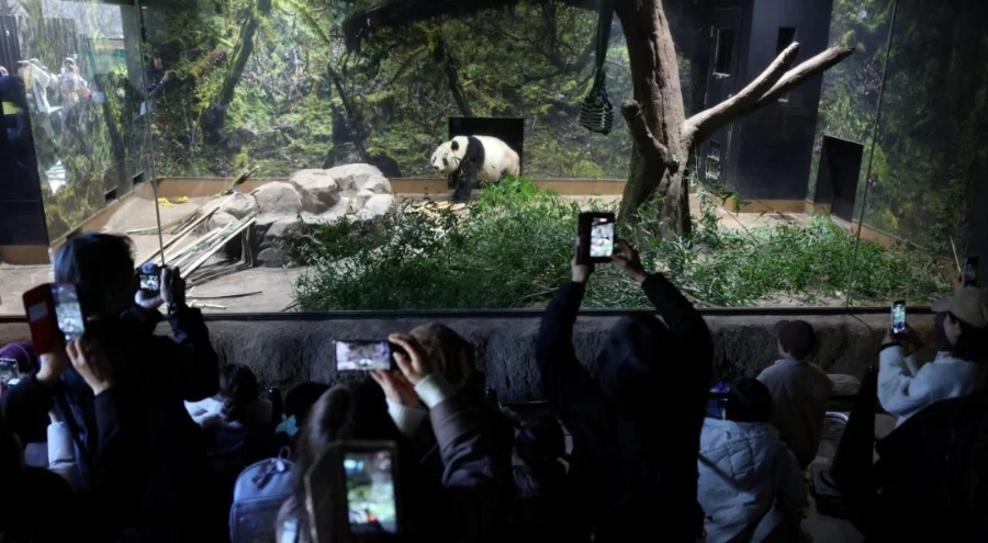 Japonya'da, Çin'e gönderilecek pandalara veda için binlerce kişi hayvanat bahçesine akın etti