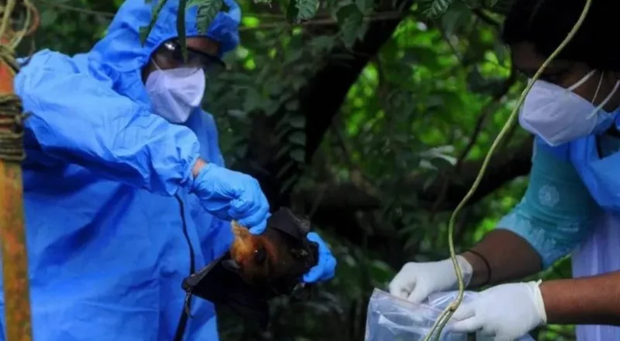 Nipah virüsü nedir, nasıl yayılıyor, ne kadar tehlikeli?