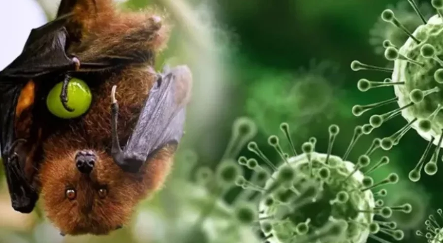 Nipah virüsü için uzmanından uyarı: "Ölümcül seyir gösterebilir"