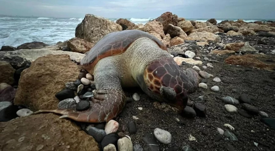 Mersin'de 15 günde 7 caretta caretta ölü bulundu