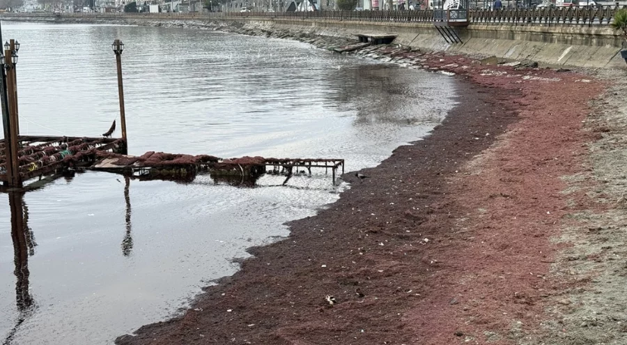 Tekirdağ'da şaşırtan görüntü!