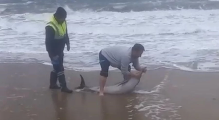 Balıkesir Ayvalık'ta karaya vuran yunusu vatandaşlar kurtardı