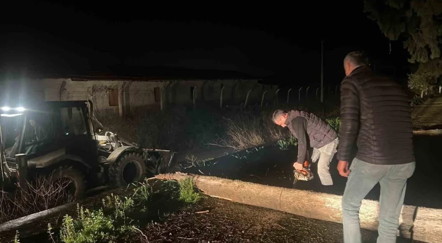 Aydın'da fırtına mezarlıkta ağaçları devirdi