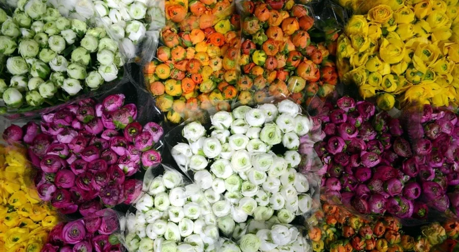 Türkiye'den 83 ülkeye 160 milyon dolarlık çiçek ihracatı