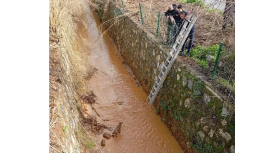 Aydın'da kanala düşen köpeği itfaiye ekipleri kurtardı