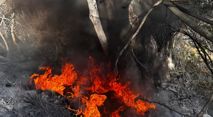 Bursa'da çalılık alandaki yangın büyümeden söndürüldü