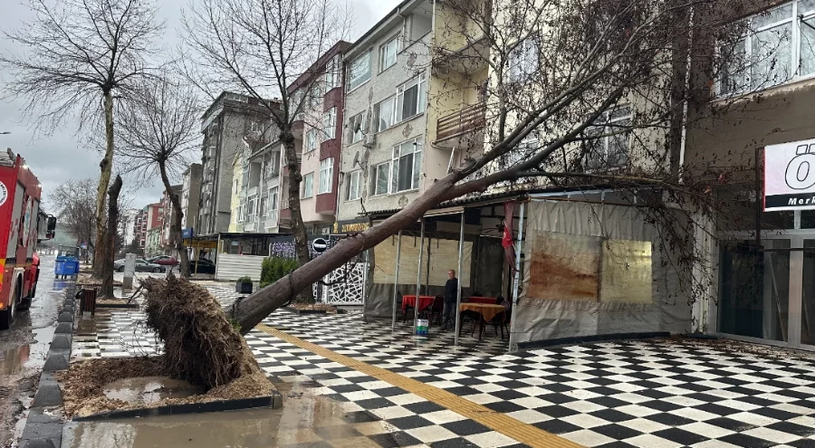 Tekirdağ'da ağaç kahvehanenin çatısına devrildi