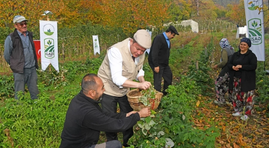 Osmangazi'den dağ köylerine ahududu hamlesi