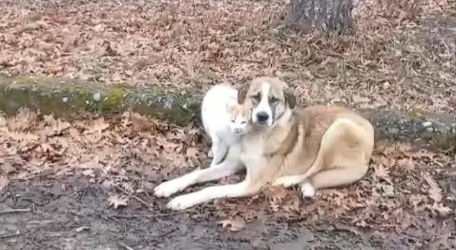 Kedi ve köpeğin dostluğu yüzleri güldürdü