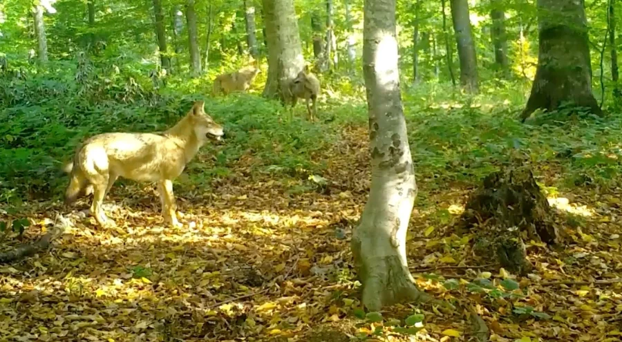 Uludağ'da kurtlar sürü halinde görüntülendi
