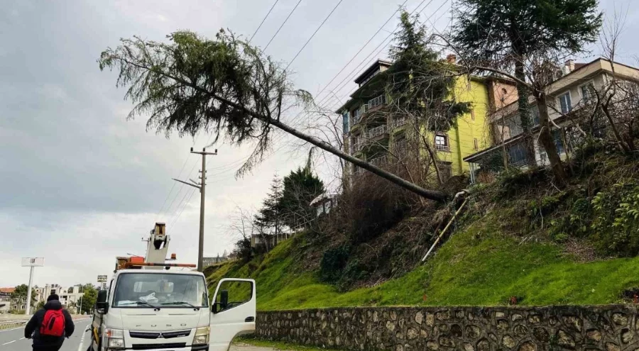 Çam ağacı yüksek gerilim hattına devrildi