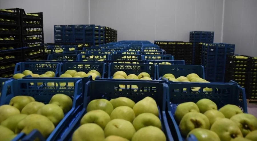 Kestel'e 400 milyon liralık dev meyve tesisi kuruluyor