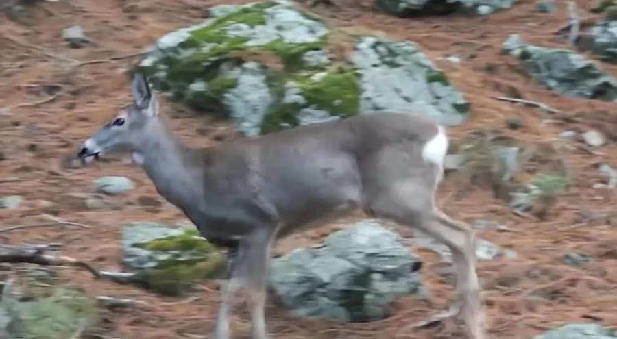 Uludağ'da ormanda zıplayarak dolaşan karaca fotokapanla görüntülendi