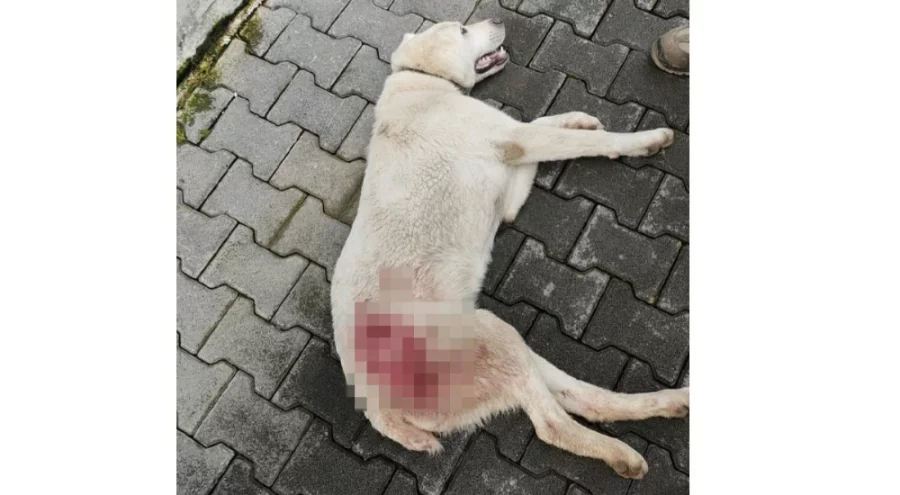 Bursa'da bahçesine giren köpeği tüfekle vurup katletti!