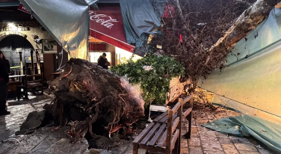 İzmir'de 5 asırlık çınar ağacı devrildi: 'Yağmur olmasa büyük facia olurdu'