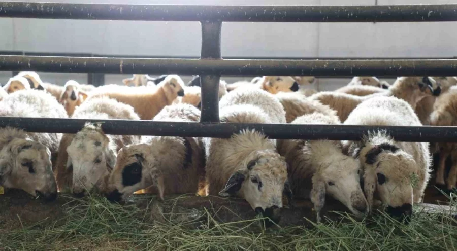 Elazığ'da çiçek hastalığı paniği: 6 köy karantinaya alındı