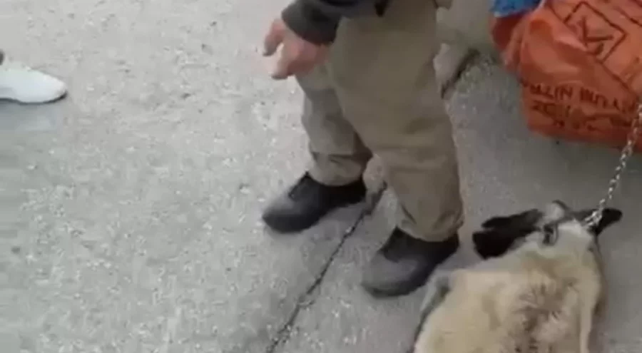 Ankara'da kamyonetin arkasına köpeği bağlayıp sürükleyen sürücü gözaltına alındı