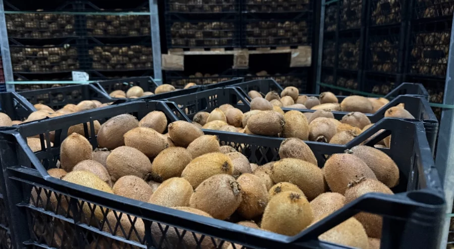 İznik'te yetiştirilen kiviler ağırlıklarıyla rekor kırdı