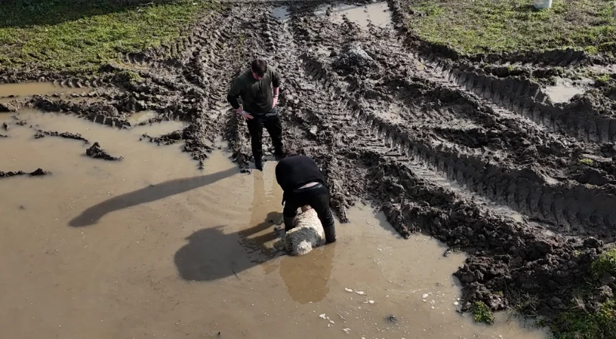 Meriç Nehri taştı! Yerleşim yerleri sular altında kaldı, çiftçiler zamanla yarıştı...