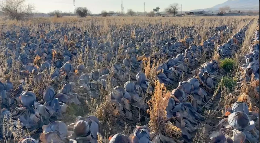 Bursa'da pazarda tanesi 80 lira; çiftçiden 5 liradan almak istediler