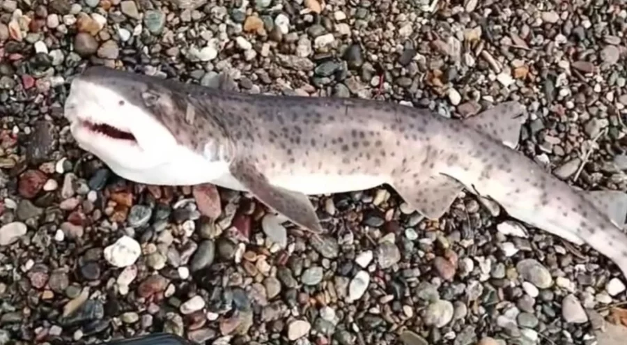 Amatör balıkçıların oltasına yavru köpek balığı takıldı