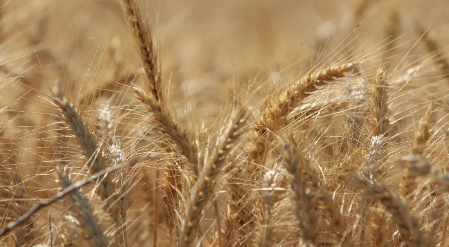 Dünya tahıl üretiminde 133 milyon ton artışla rekor bekleniyor