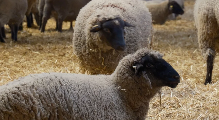 Merinos Koyunu'na yeni etçil rakip geldi: Bandırma Koyunu