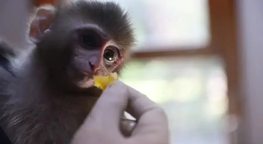 Uyuşturucu operasyonu sırasında bulunan yavru maymun 'Portakal' koruma altına alındı