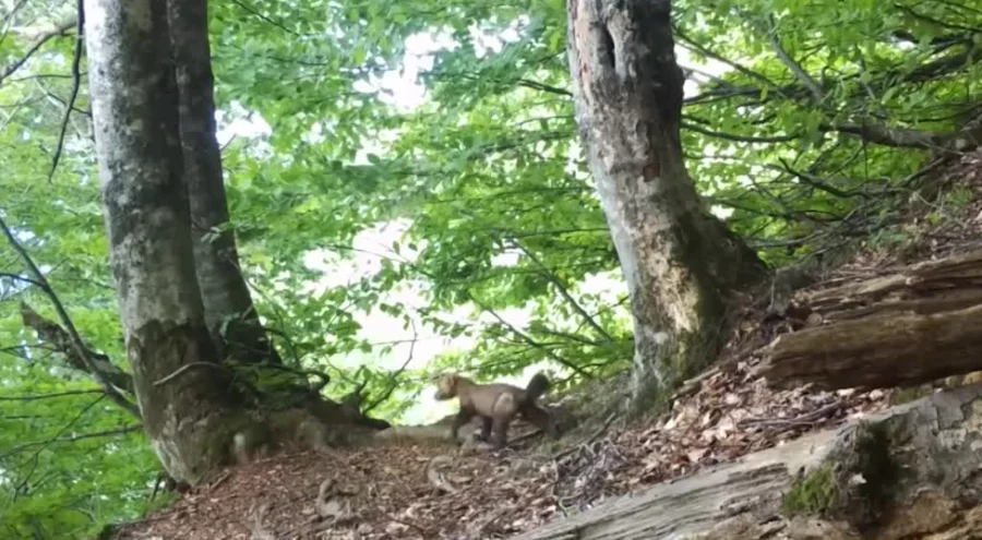 Uludağ'da fotokapanla yiyecek arayan sansar görüntülendi