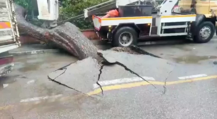 İzmir'de devrilen ağaç okulun bahçe duvarına hasar verdi