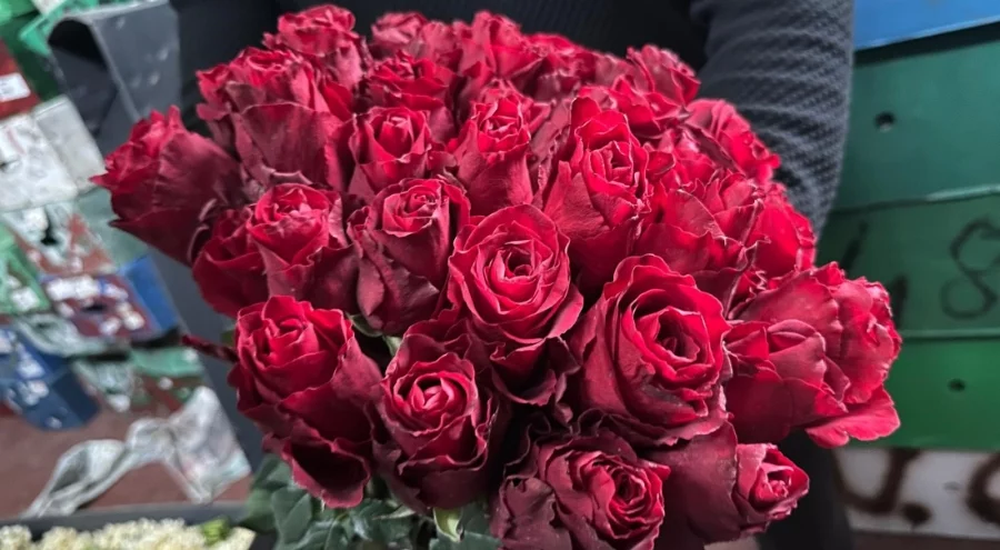 Kırmızı gülü yağış vurdu: Bursa'da Kenya ve Uganda gülleri revaçta